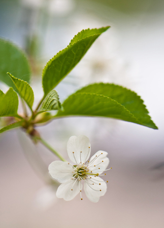 cherry flower and green leaves on a blurred backgroundの写真素材
