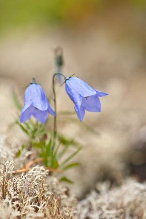 Two blue bells, flowering in the moss on a blurred backgroundの写真素材