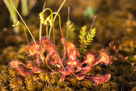 sundew bush with buds in the moss, close-upの写真素材
