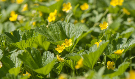 yellow wild flowers on a background of green leaves