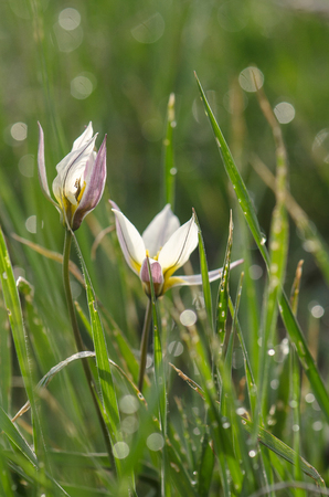 Wild tulip in the grass covered with dew. Spring, Lake Elton, Russia.の写真素材