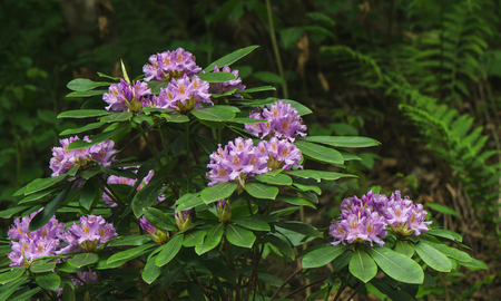 A bush of wild rhododendron with flowers in the mountains of Georgia.の写真素材
