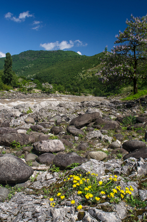 shore of the river in the mountains of Georgia. Yellow flowers in the foreground.の写真素材