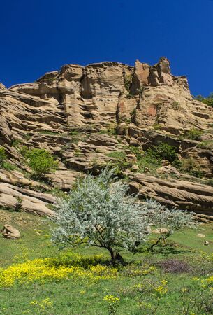 A blossoming tree against a background of rocks. In the mountains of Georgia in the spring.の写真素材