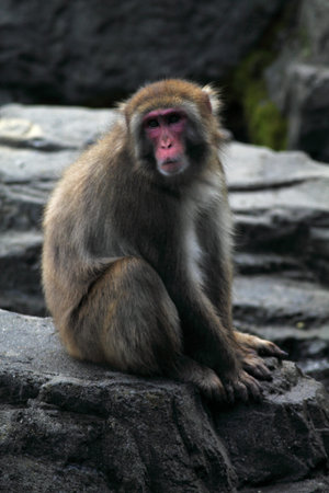 Japanese macaque (Macaca fuscata)