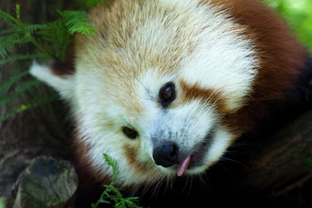 Red Panda (Ailurus fulgens)の写真素材