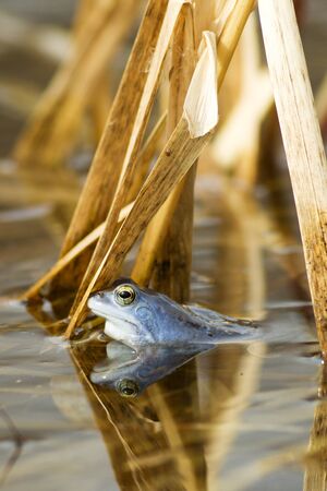 European Common Frog (Rana temporaria) in blue wedding dressの写真素材