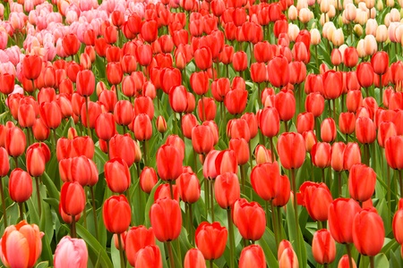 Red Tulips Fieldの写真素材