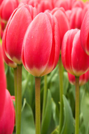Red Tulip Fieldの写真素材