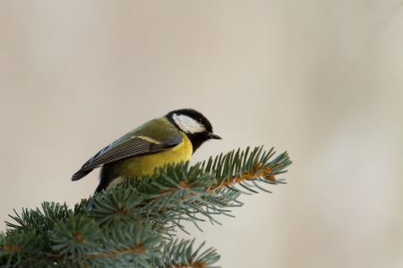 The Great Tit  (Parus major) birdの写真素材