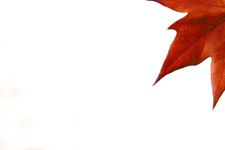 Autumn maple leaf isolated on a whiteの写真素材