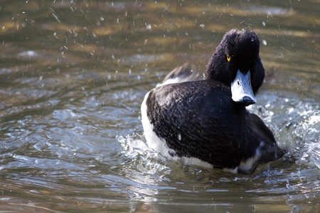 Tufted Duck Bird, Aythya fuligulaの写真素材