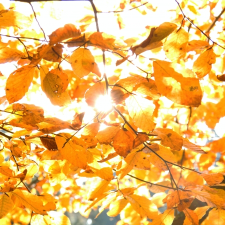 Yellow leaves illuminated by straight sunshine, autumn background, instagram designの写真素材