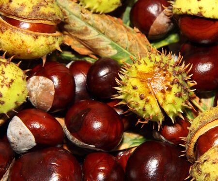 Autumn chestnuts backgroundの写真素材