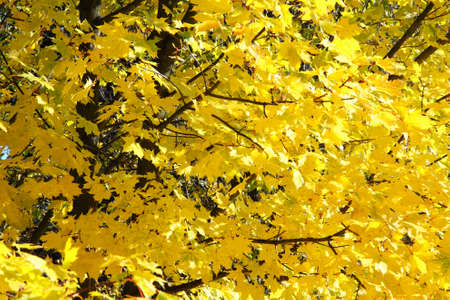Autumnal maple leavesの写真素材