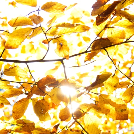 Yellow leaves illuminated by straight sunshine, autumn background, instagram designの写真素材