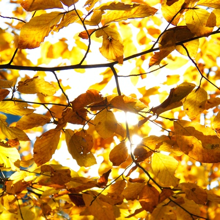 Yellow leaves illuminated by straight sunshine, autumn background, instagram designの写真素材