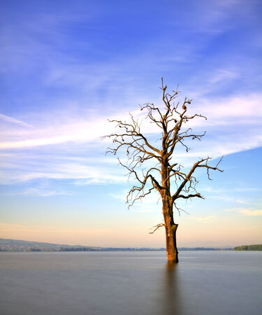 Old tree in lake at sunrise landscapeの写真素材