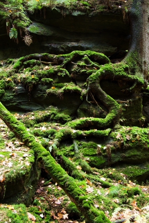 Old trees with moss in forestの写真素材