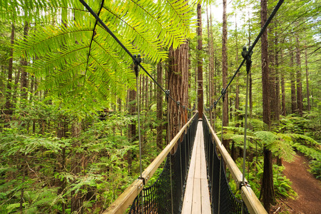 Treewalk through Forest of Tree Ferns and Giant Redwoods in Whakarewarewa Forest near Rotorua, New Zealandの写真素材