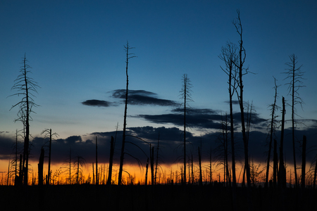 Silhouetted Trees against an Evening Colourful Morning at Sunsetの写真素材