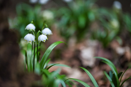 Spring Snowflake Flower (Leucojum vernum) during Peak Blossomの写真素材