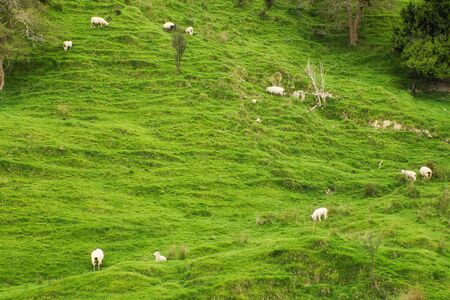 New Zealand Countryside with Sheeps on the Hillの写真素材