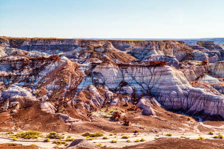 Plant Fossils in Badlands of Petrified Forest National Park, Arizona, USAの写真素材