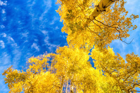 Autumn Canopy of Brilliant Yellow Aspen Tree Leafs in Fall with Clear Blue Skies, Colorado, USAの写真素材