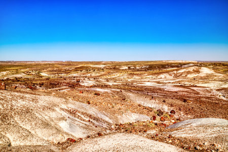 Plant Fossils in Badlands of Petrified Forest National Park, Arizona, USAの写真素材