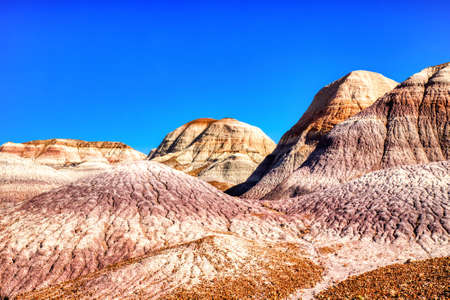Plant Fossils in Badlands of Petrified Forest National Park, Arizona, USAの写真素材