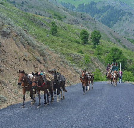 Horses on the road in the mountains of Kyrgyzstanの写真素材
