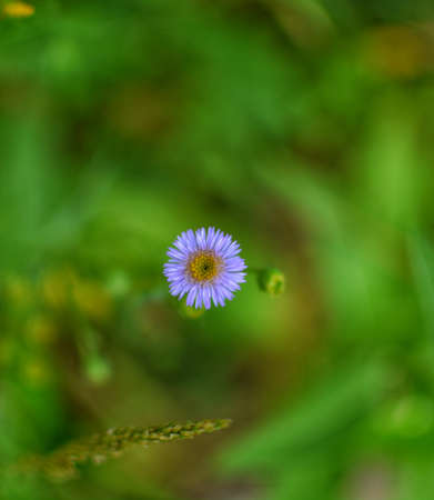 A macro shot of a small purple flower in the middle of a green field.の写真素材