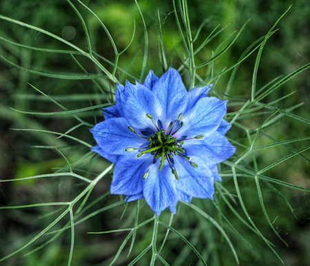 Nigella damascena, also known as nigella flowerの写真素材