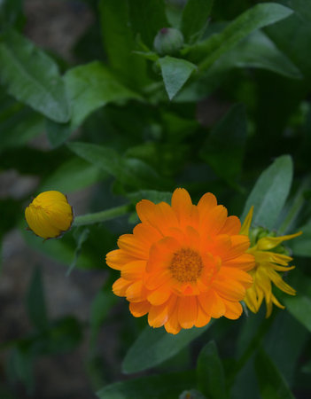 Calendula officinalisgold, Calendula officinalisの写真素材