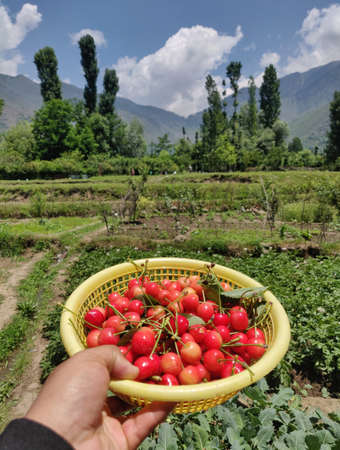 Ripe cherries in a basket on the background of the mountainsの写真素材