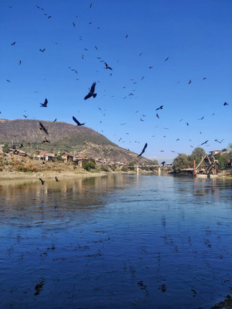 Flock of crows flying over the river