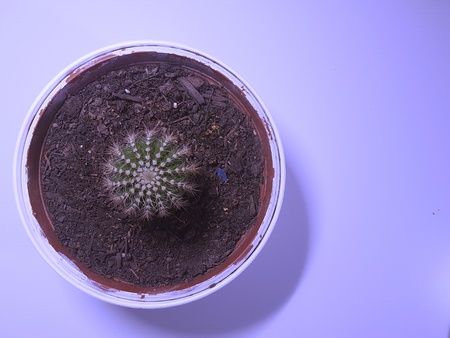 cactus modern styleの写真素材