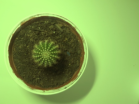 cactus material designの写真素材