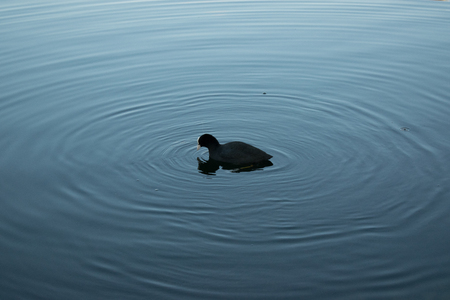 duck material designの写真素材