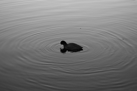 duck material designの写真素材