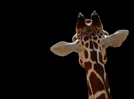 giraffe on black backgroundの写真素材