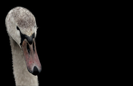 swan on black backgroundの写真素材