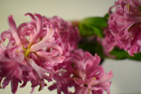 hyacinth bulb flowerの写真素材