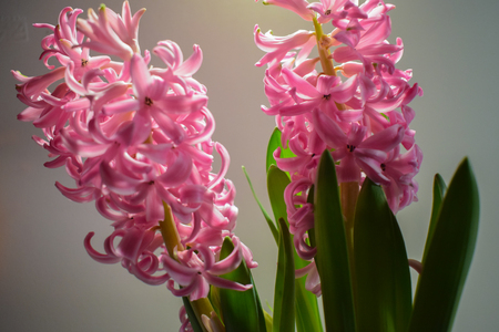 hyacinth bulb flowerの写真素材