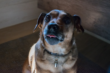 dog watching meの写真素材