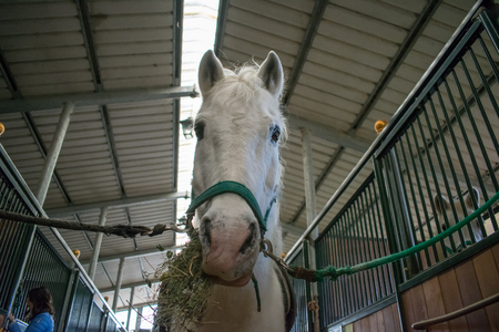 camargue horse portraitの写真素材