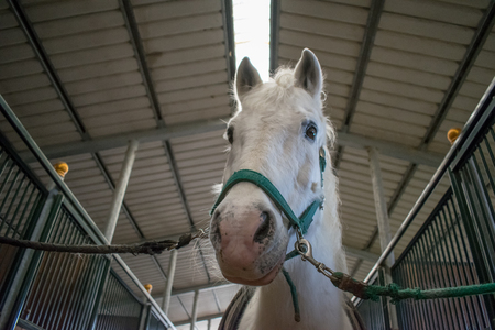 camargue horse portraitの写真素材