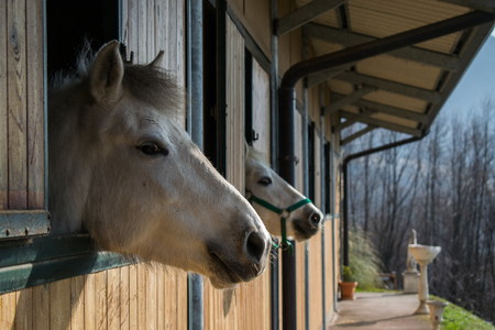 camargue horse portraitの写真素材