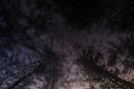 tree in spaceの写真素材